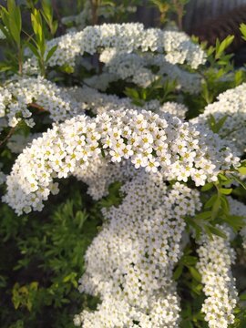 White flowers of spirea against the background of green foliage, ornamental shrub