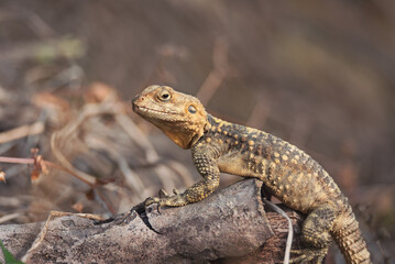 Close-up of the Agama lizard in wild nature