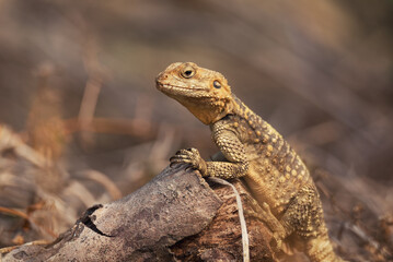 Close-up of the Agama lizard in wild nature