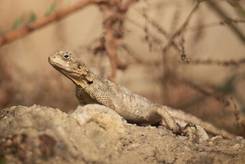 Close-up of the Agama lizard in wild nature