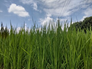 稲穂の花 Ear of rice flower