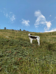 Obraz premium Cows pasture in mountainous area in the Italian Alps. Livestock and domestic animals. The Pustertaler Sprinzen, also called Pustertaler or Pustertaler Schecken or Bara cattle breed.