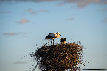 Stork kids are sitting in the nest in the village (country, countryside) in summer on sunset