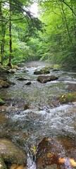 river in the forest