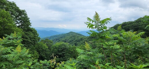 Fototapeta premium forest in the mountains