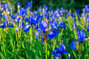 A field full of blue irises in Poland