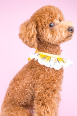 Cute poodle puppy