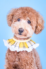Cute poodle puppy