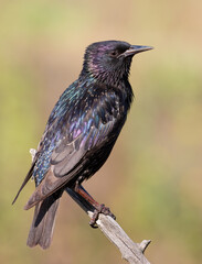 Common starling, Sturnus vulgaris. An adult bird sits on a branch against a beautiful blurry background