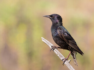 Common starling, Sturnus vulgaris. An adult bird sits on a branch against a beautiful blurry background