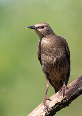 Common starling, Sturnus vulgaris. Young bird, close-up