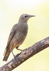 Common starling, Sturnus vulgaris. Young bird, close-up