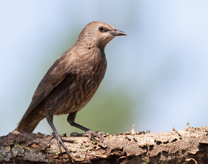 Common starling, Sturnus vulgaris. Young bird, close-up