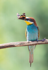 European bee-eater, Merops apiaster. A bird holds a butterfly in its beak