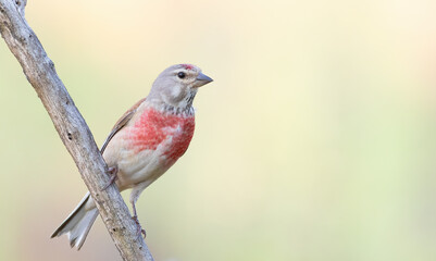 Common linnet, Linaria cannabina. The male sits on a branch