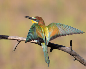 European bee-eater, Merops apiaster. The bird spread its wings