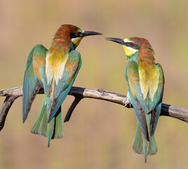 European bee-eater, Merops apiaster. Male and female sitting on a branch next to each other