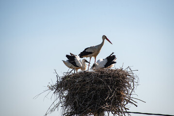 A white stork (Ciconia ciconia) is sitting with nestlings (stork kids) in the nest in the village (country, countryside) in summer