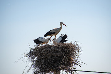 A white stork (Ciconia ciconia) is sitting with nestlings (stork kids) in the nest in the village (country, countryside) in summer