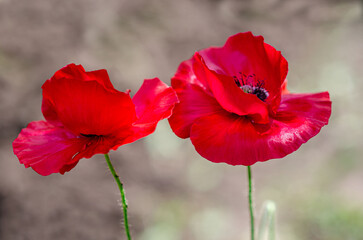 Obraz premium Close-up red poppies on a sunny day evoke joy and light feelings