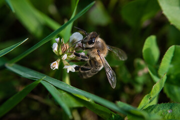 A bee (Andrena gravida) is sitting on a flower and drinking nectar in the village (country, countryside) in summer