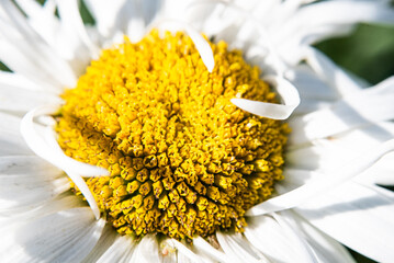An european daisy (marguerite, Bellis perennis) in the garden in summer