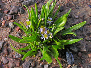 Sea aster in the littoral zone.