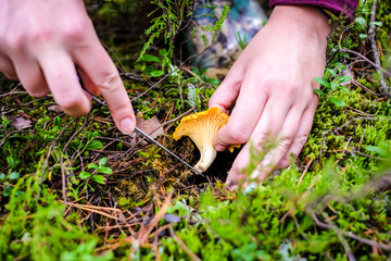 Wild golden chanterelle mushrooms in the forest. Mushroom picking. Defocused