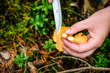 Wild golden chanterelle mushrooms in the forest. Mushroom picking. Defocused