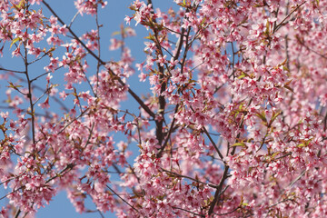 Flowering sakura tree.