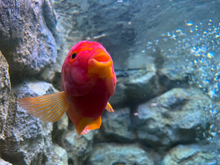 A red fish come to look the camera in the aquarium.