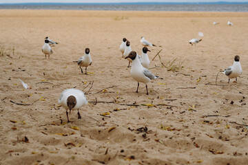 flock of sea gulls flying fighting for food on beach by the sea
