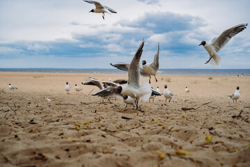 flock of sea gulls flying fighting for food on beach by the sea
