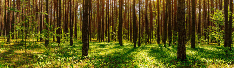 Fototapeta na wymiar Panorama of a sunset or dawn in a pine forest with lilies of the valley blooming on the ground.