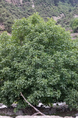 Widespread walnut tree in upper Dir, Pakistan