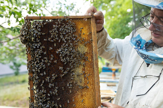 a beekeeper inspecting his hives. many bees on honeycomb