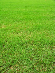 夏の公園の芝生