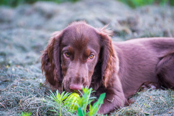 spaniel puppy