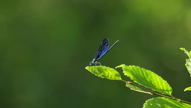 Closeup shot if a blue damselfly sitting on green leaf with blurred background
