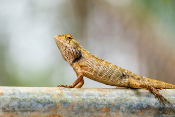 An Asian chameleon sits on an iron rod in natural light.