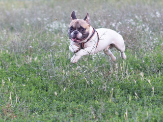 little pug running merrily through the clearing during the day