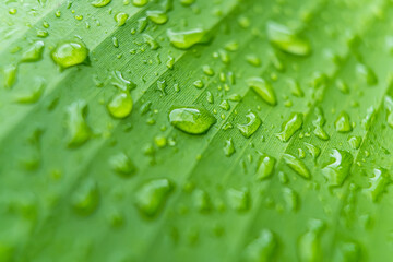 Macro closeup of Beautiful fresh green leaf with drop of water in morning sunlight nature background.