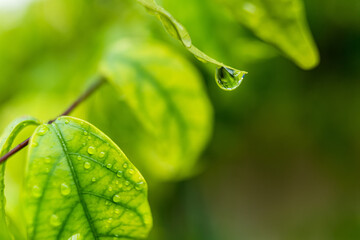 Macro closeup of Beautiful fresh green leaf with drop of water in morning sunlight nature background.