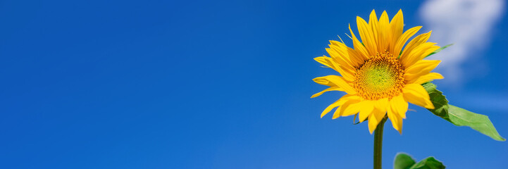 Beautiful landscape with sunflower field over blue sky. Nature concept