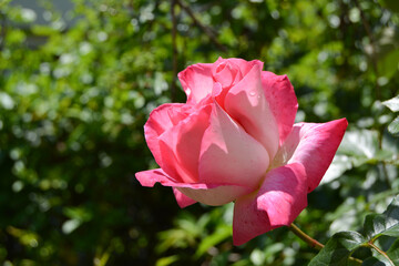 single rose picture taken after the rain
