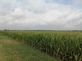 Fototapeta na wymiar field of corn