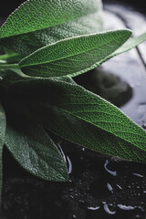 Fresh sage leaves. Green and wet sage leaves freshly picked from the home garden.