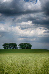 Agricultural field landscape with a clouds in the sunny day