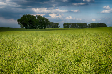 Agricultural field landscape with a clouds in the sunny day