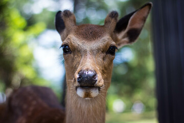 Close-up Deer at Nara Park